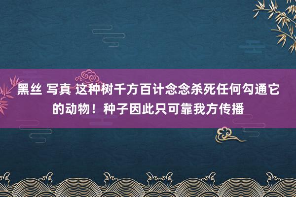 黑丝 写真 这种树千方百计念念杀死任何勾通它的动物！种子因此只可靠我方传播